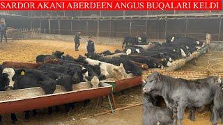 SARDOR AKANI ABERDEEN ANGUS BUQALARI KELDI NARXLARNI YODIRVORDI