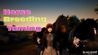 BDO Horse Breeding - Taming