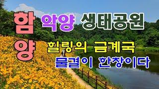 힐링의 금계국 물결, 함안 악양 생태공원을 가다