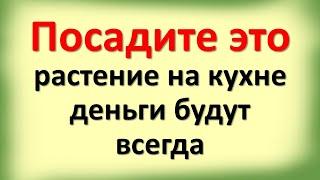 Посадите это растение на кухне деньги будут всегда