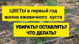 Цветы в первый год жизни ежевичного куста. Что с ними делать?