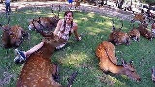 The Teacher Traveller and The Nara Deer