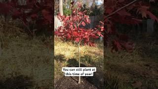 The BEST time to plant a native tree!