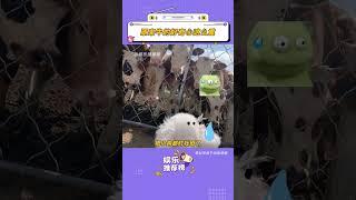 原來牛的好奇心這么重#牛 #小牛犢 #可愛 #萬萬沒想到
