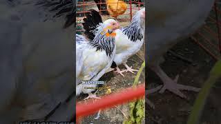 The Light Sussex: UK's friendly, dual-purpose chicken breed with striking looks. A poultry legacy.