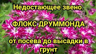 Недостающее звено  ФЛОКС ДРУММОНДА от посева до высадки в грунт