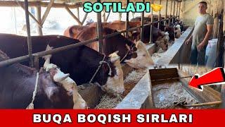 BUQA BOQISH SIRLARI 90-587-11-04 / 94-788-83-33 SOTILADI DEXQON AKAMIZDAN