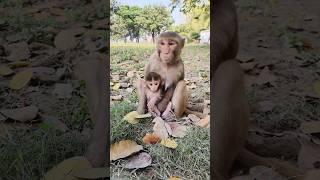 bandar ka bachcha #monkey #monkeyvideo #bandar 0978