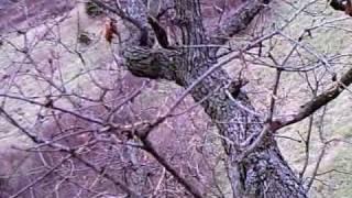 Missouri Whitetail hunt with Ike's Outdoors