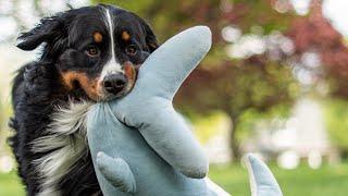 I Bought My Dog a GIANT Stuffed Shark and He’s OBSESSED With It 