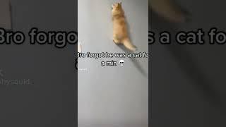 Random Cat Memes