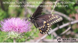 Introduction to Native Plant Gardening in Central Arizona: Overview of Major plant groups (Part 3)