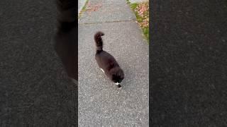 Милий котик на одній із вулиць Нью Веста
