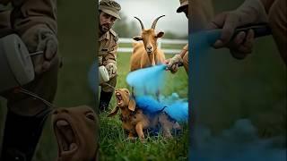 Baby Goat covered in dozens of Scorpions, saved by Rescue team! #humanity #animals #goat #goatvideos