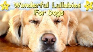 Super Relaxing Sleep Music For Golden Retrievers  Relax Your Puppy Within 5 Minutes