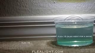 Flea Light - 24 hour Flea Trapping Marathon