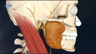 3D【Cranial Nerve】--The course and branch of the facial nerve/【脑神经】--面神经的走行及分支