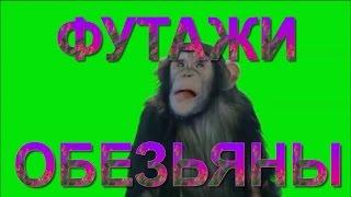 Футажи обезьяны на зеленом фоне скачать бесплатно. Footage monkey on the green background download.