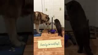 Family breakfast Alaskan Malamute and cat #AlaskanMalamute #cat #breakfast