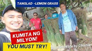 1.3 Million sa 1 hec. Pwede kitain sa Tanglad farming! Posible!!!