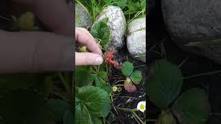 Слизни сьедают клубнику