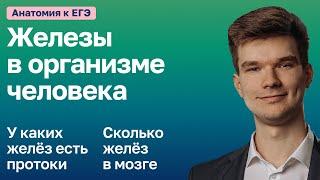 6.79. Типы желёз в организме | Анатомия к ЕГЭ | Георгий Мишуровский