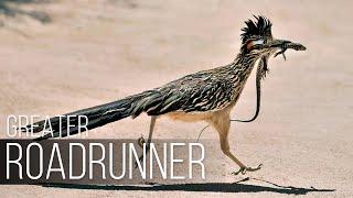 CALIFORNIAN EARTH-CUCKOO: The fastest roadrunner that eats snakes and lizards