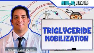 Metabolism | Mobilization of Triglycerides