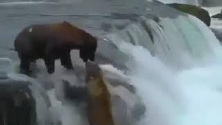 Bearfight#sound