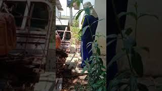 wahhh parah nihhh...| ketahuan ngocok #viralvideo #ngocok