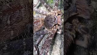 Tarantula kalimantan #hewanliar #jenisbaru #hewanunik #hewanpeliharaan #hewanunik