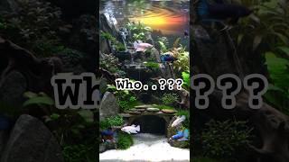 Betta Little Baby Halfmoon: The Cutest Fish You’ll Ever Want