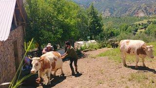 Yüksek bir dağ köyünde yaşayan ailenin zorlu yaşamı. Köyde yaşam#villagelife#köyhayatı