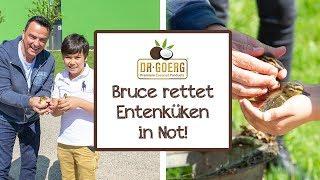 Alarm bei Dr. Goerg: Bruce rettet Entenküken in Not | Dr. Goerg