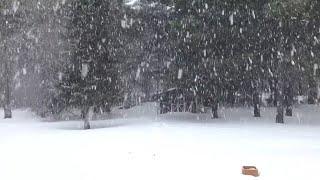 SONIDO DE TORMENTA DE NIEVE PARA DORMIR ️️