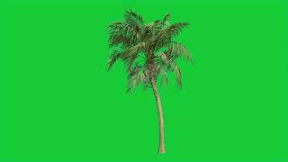 Coconut Tree With Wind - Green Screen Effects Background - Free Use