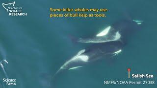 Watch killer whales use kelp as a possible grooming tool | Science News