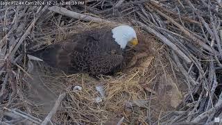 Captiva Eagle Cam - Connie & Clive 25.12.2024 12:32