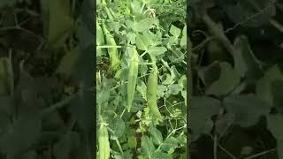 Organic matar ki kheti