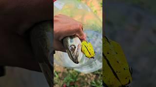 2 UMPAN CASTING TERGSCOR UNTUK GABUS DAN TOMAN #fishing