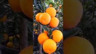 Amazing Giant Orange Farm agriculture