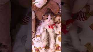 Adorable kittens!🫦 meowing#cute #kitten #meowing