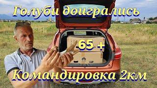 Голуби командировка 65+ (Хоминг)