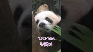 잠과 사투중인 #후이바오(다소 얼큰한 미니 왕만두)