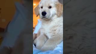 Funny Animal Video Compilation : 011  #shorts
