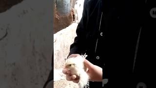 black mishka chick#aseeleggs #goosegooseduck #aseellovers#viralvideo #petsvlog #villagelife