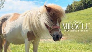 A MIRACLE At Homestead Horsemanship