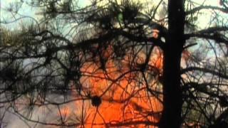 Fire in the New Jersey Pine Barrens