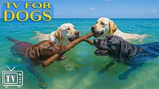 All-Day Soothe Dog's Anxiety | Dog TV with Ultimate Entertaining Videos & Music for Dogs Home Alone