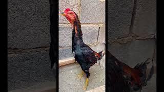 #cockfighting #shorts #2025